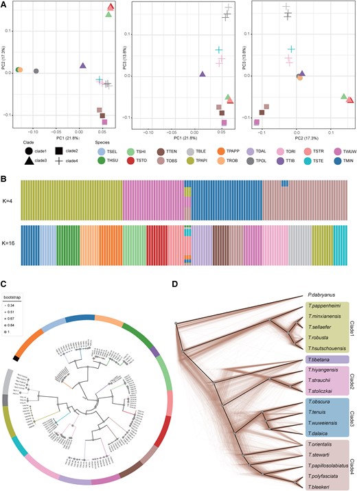 Population structure and inferred phylogenetic relationships among Triplophysa species. (A) PCA of 138 Triplophysa individuals. (B) Population structure by STRUCTURE analysis assign individuals to five clusters with K = 4, and the optimal K = 16, which can assign most individuals to well-defined species. Each colored bar represents one individual, and colored segments represent proportions of genetic components. (C) The coalescent-based species tree. The node size represents ASTRAL LPP according to the scale shown on the left. The color of the branches refers to the species as in A and B (color scheme as in B, K = 16, except T. tibetana and T. polyfasciata). (D) Cladograms of the prevalent discordances trees among 1,000 randomly selected local trees derived from 200-kb windows, and solid black line represents the consensus tree calculated by DensiTree, which is consistent with Astral species tree (color scheme as in B, K = 4).