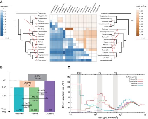 Introgression between Triplophysa species. (A) Heat map of average pairwise D values per species pair (in left) and the average totalIntroProp per species pair inferred through the QuIBL analysis (in right). Empty squares represent zero or nonsignificant values. The species tree is shown on both sides. Red dotted lines on the species tree of two sides indicate interspecific introgression events based on summarized results with threshold of D > 0.15 and totalIntroProp > 0.06, respectively. (B) Schematic of demographic history of the three Triplophysa species simulated by fastsimcoal2. Rectangles represent each species population and their ancestral lineages. The numbers on the bottom of rectangle represent Ne, and arrows indicate the per-generation migration rate (m) between species populations. The time node of each historical scenario is marked on the left timeline. (C) Demographic history inferred by the PSMC model. Lines represent the median estimated Ne of five Triplophysa species. The periods of the LGM, PG, and NG are highlighted with gray vertical bars.
