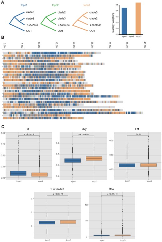 Window-based population genomic analysis. (A) Three possible phylogenetic topologies inferred from 25-kb window local ML trees for T. tibetana clade2 and clade3, with P. dabryanus as outgroup species. The colored vertical bars represent the windows with complete monophyly of the three alternative topologies, where the proportion of the three topologies is the average value of three cade2 species. (B) Distribution of tree topologies across the genome. Colors are consistent with the topology in A. (C) Population genomic parameters of two different topological regions between T. tibetana and clade2.