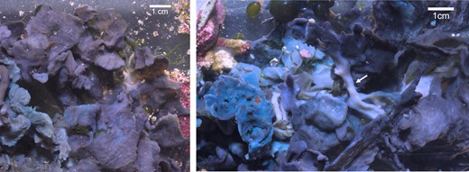 Lendenfeldia chondrodes growing under control conditions. Left: sponge viewed from the top; note the flattened, foliose morphology. Right: Bottom of the sponge is shown in the left panel. Pale and elongated sections (white left arrow) connect foliose sections of the sponge.