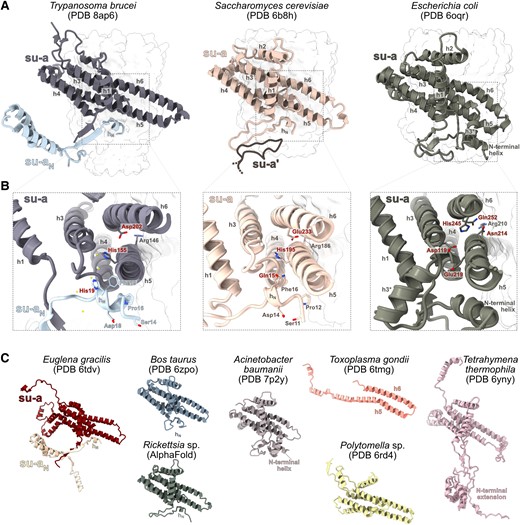 Split subunit-a of mitochondrial ATP synthase in Trypanosoma brucei retains ancestral structure and shapes the access proton half channel. (A) Comparison of the structures of subunit-a in Saccharomyces cerevisiae and Escherichia coli and subunits a and aN in T. brucei. The c-rings are shown as a transparent surface. In the structure of S. cerevisiae, a fragment of the subunit-a from the other ATP synthase protomer is shown (su-a′). (B) The close-up view of the structures in (A). Conserved residues of hN and other selected conserved residues are shown as sticks. The residues labeled in red are directly involved in proton translocation or coordinate water molecules in the Grotthuss chain. Water molecules inferred from cryoEM density are shown as yellow balls in the T. brucei structure. (C) Structures of subunit-a of mitochondrial and bacterial ATP synthases from selected species. The structure of Rickettsia was predicted by AlphaFold.