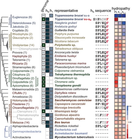 Helix hN is conserved in most mitochondrial ATP synthases and Alphaproteobacteria. In individual lineages mapped on the phylogenetic tree based on Burki et al. (2020) and Tikhonenkov et al. (2022), the following features are shown: number of species included in the analyses (in parentheses); genome, in which subunit-a/aN is encoded (“mt”—mitochondrial, “n”—nuclear); presence or absence of helices hN and h1 of subunit-a/aN; selected representative species used in the analyses presented in the following columns (for species shown in bold a cryoEM structure of ATP synthase has been reported); sequence of hN and flanking residues (universally conserved phenylalanine is shown in red, other conserved residues of the SPLEQF motif, or the FXXF motif in Metazoa, are shown in bold); average hydrophobicity of the entire subunit-a (FL), region h1–h6, and region h5–h6 (blue—more hydrophobic, red—less hydrophobic).