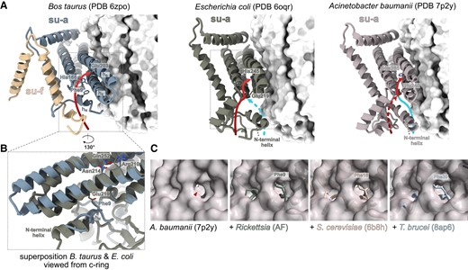 The proton entry point and path in the access half channel are co-determined by hN. (A) Comparison of proton paths in the access half channel of the bovine mitochondrial ATP synthases with Escherichia coli and Acinetobacter baumannii counterparts. The c-ring is shown as white surface. Blue and red arrows indicate the path through the front and rear entry, respectively. (B) Superposition of the structures from E. coli and bovine mitochondria shows that hN is positionally shifted compared with the N-terminal helix of subunit-a in E. coli and that the conserved phenylalanine occupies the position of Glu219 in E. coli. Selected functionally important residues are shown as sticks in panels (A) and (B). (C) The position of the proposed front proton entry to the access half channel in A. baumannii ATP synthase (Demmer et al. 2022) is blocked by conserved phenylalanine in hN of mitochondrial and alphaproteobacterial ATP synthases. A view of the front entry (red arrowhead) to the half channel in the A. baumannii subunit-a (surface representation) from the c-ring shown individually and superposed with subunit-a from other ATP synthases (cartoon representation): Saccharomyces cerevisiae, the AlphaFold model of Rickettsia, and subunits a and aN from Trypanosoma brucei. The conserved phenylalanine is shown as sticks.