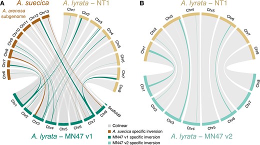 Segregating large structural variants in Arabidopsis lyrata. (A) Eleven large inversions between North American MN47 v1 and both Siberian NT1 A. lyrata and the Arabidopsis arenosa subgenome of Arabidopsis suecica are not observed between NT1 and A. suecica (supplementary table S2, Supplementary Material online), suggesting these inversions are likely artifacts in the MN47 v1 assembly. (B) Segregating inversions in A. lyrata observed following reassembly by long reads and manual curation using Hi-C data of the North American MN47 genome and its alignment to the Siberian NT1 A. lyrata genome. Five inversions unique to MN47 (the longest being ∼2.4 Mb in size) are highlighted.