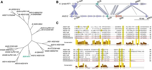 S-locus structure of the Siberian NT1 selfing Arabidopsis lyrata population. (A) Phylogenetic tree of SCR proteins reveals clustering of NT1 SCR (green) and AhS12. (B) Comparison of the S-locus region of the A. lyrata NT1 genome assembly with the Arabidopsis halleri S12 haplotype (Durand et al. 2014). Links between S-loci are colored according to the Blast scores from highest (blue) to lowest (gray). SCR, SRK, and flanking U-box and ARK3 genes have green, orange, and purple borders, respectively. SRK gene appears to be completely absent from the S-locus of the NT1 A. lyrata selfing accession. The only Blast hit to SRK is a spurious hit to ARK3 as they both encode receptor-like serine/threonine kinases. (C) Protein sequence alignment of S-locus SCR genes from A. halleri and A. lyrata, including NT1. One of the eight conserved cysteines important for structural integrity has been lost from the NT1 SCR protein.