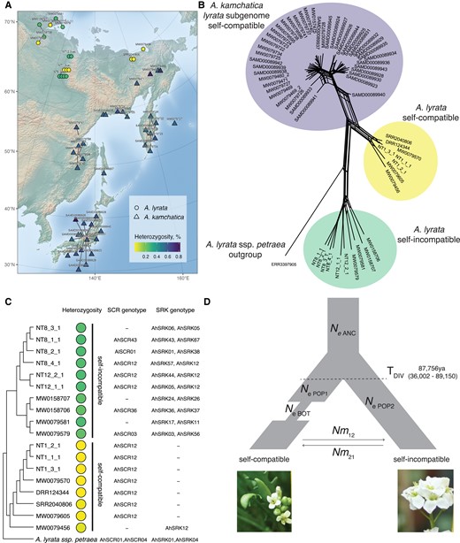 (A) Map of short-read sequenced Siberian Arabidopsis lyrata (circles) and Arabidopsis kamchatica (triangles). Live A. lyrata accessions names start with NT, herbarium sample names start with MW, a previously published sample of A. lyrata has been assigned the SRR and DRR prefix, and A. kamchatica samples start with SAMD. Colors indicate heterozygosity per sample, calculated by the percent of heterozygous sites. (B) Network depiction of Nei's D between individuals shows that selfing A. lyrata is genetically closer to A. kamchatica than the outcrossing populations. Whereas the network is drawn as unrooted, an outgroup accession provides context for interpretation. Individual genetic distances are also shown as heatmap in supplementary figure S14, Supplementary Material online. (C) Neighbor-joining tree of Siberian A. lyrata accessions with heterozygosity and genotyped SCR and SRK alleles. (D) Best-fit demographic model of divergence, a bottleneck in selfers, and asymmetric migration between selfing and outcrossing lineages, with parameter estimate for divergence time. TDIV, time of divergence between selfing and outcrossing lineage (origin of selfing); NeANC, effective population size of ancestor lineage; NePOP1, effective population size of selfing lineage; NePOP2, effective population size of outcrossing lineage; TBOT, time of bottleneck in selfing lineage; Nm12 and Nm21, the number of migrants between selfing and outcrossing lineages. Further values are reported in table 1. Point estimates and confidence intervals are reported in table 1; point estimates for all tested models are reported in supplementary table S4, Supplementary Material online.