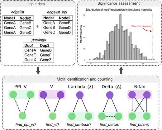 Workflow of motif identification and significance assessment with magrene. Input data types for motif detection, which include a data frame of GRN edges, a data frame of PPI network edges, and a data frame of paralogous gene pairs. Motif types and R functions in magrene to find specific motifs are indicated in the bottom panel. Shaded boxes indicate paralogous gene pairs. Regulators and targets are indicated in purple and green, respectively. Arrows indicate directed regulatory interactions, whereas dashed lines indicate protein–protein interactions. Observed motif frequencies for each motif type are then compared with a null distribution obtained from simulated networks, as indicated in the histogram. See Materials and Methods for details.