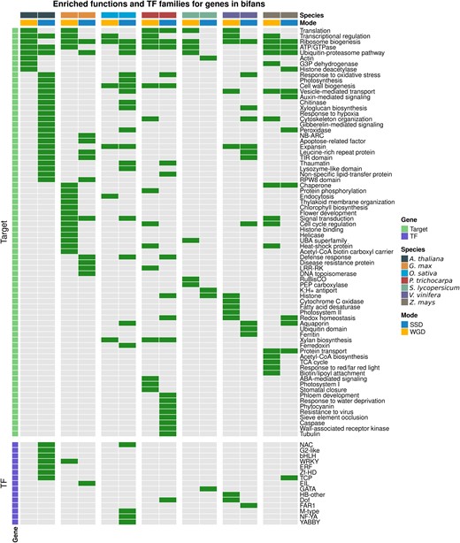 Enrichment of transcription factor families and gene functions for WGD- and SSD-derived genes in bifans. Enrichment analyses for TF families in V and bifans were performed using all TFs in the GRN as background. Green and gray cells represent enrichment and no enrichment, respectively. Enrichment analyses for functional categories in lambda, delta, and bifans were performed using all targets in the GRN as background. WGD-derived genes in bifans are enriched in dosage-sensitive processes, such as transcriptional regulation, regulation of cell cycle, translation, and photosynthesis, whereas SSD-derived genes in bifans are enriched in stress-related processes, such as response to hypoxia and oxidative stress, pathogenesis-related proteins, recognition of pathogen-associated molecular patterns, and stress-related TF families, such as ERF, NAC, and WRKY.