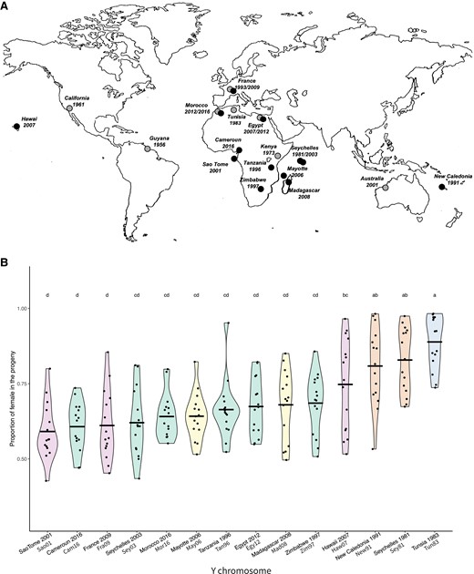 (A) Geographical location and date of collection of the Y chromosomes studied. Black circle: lines carrying a Y chromosome with the CAA haplotype (resistant). Gray circle: lines carrying a Y chromosome with the TTA haplotype (sensitive). (B) Test of the resistance ability of the Y chromosomes. Each violin plot represents the proportion of females in the progeny of males carrying the reference XSR and the Y chromosome from each iso-Y line. Tun83 corresponds to our reference sensitive Y chromosome. Each dot corresponds to the progeny of an individual male. The letters above each violin plot correspond to the group determined by the Tukey HSD post hoc test performed on an ANOVA model. Violin plots are colored according to the clusters identified by PCA (same color code as in fig. 2).