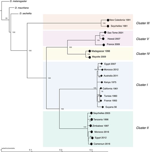 The inferred maximum likelihood phylogeny for the Y chromosome. Drosophila melanogaster was used as the outgroup. Node labels indicate ultrafast bootstrap. The resistant Y chromosomes are indicated by a circle at the tip and sensitive Y chromosomes are indicated by diamond at the tip. Clusters are colored based on the cluster defined by the PCA analysis (fig. 2).