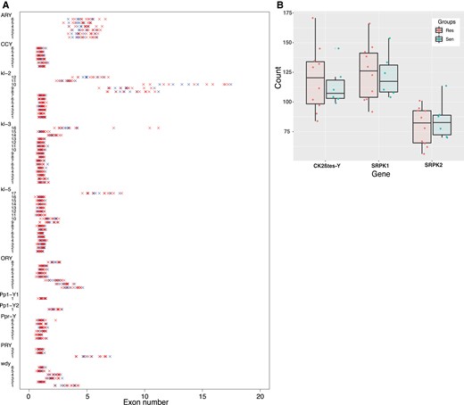 (A) Strip chart representing the exon numbers for each Y-associated gene. Each line corresponds to a specific exon of a specific gene. Red crosses correspond to resistant Y chromosomes and blue crosses to the sensitive Y chromosomes. (B) Box plot representing the exon numbers for the two Y-linked multicopy gene families, CK2βtes-Y and Lhk, among resistant (Res) and sensitive (Sen) Y’s.