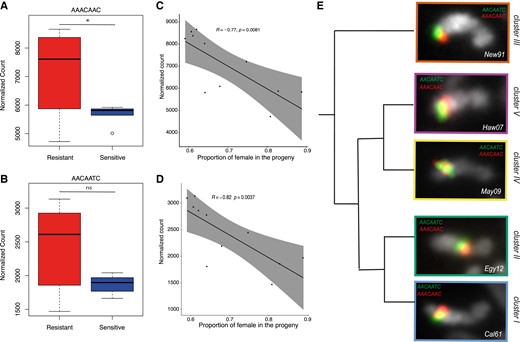Abundance of (AAACAAC)n (A) and (AACAATC)n (B) satellites. The box plots represent their abundance in each group of Y chromosomes (resistant in red and sensitive in blue) (Wilcoxon test, *P < 0.05; ns, non significant). (C, D) The dot plots show the correlation between the satellite abundance (y-axis) and the proportion of females in the progeny (x-axis), inversely proportional to the resistance. Correlation was calculated based on a Spearman correlation test. (E) FISH on mitotic chromosomes from larval brains using (AACAATC)4 (green) and (AAACAAC)4 (red) probes. A single Y chromosome from each cluster is displayed. The whole karyotype FISH on the other iso-Y lines is shown in supplementary figure S7, Supplementary Material online.