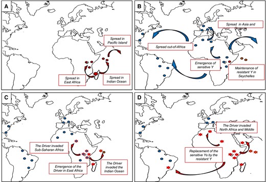 Proposed scenario for the demographic history of D. simulans in relation to the Paris SR system. (A) Expansion of D. simulans out of its area of origin, toward the Seychelles and the African continent (Dean and Ballard 2004; Lachaise and Silvain 2004). The ancestral Y chromosome belongs to the resistant lineage, here represented by a red circle. (B) Emergence of the sensitive lineage in sub-Saharan Africa and diffusion out-of-Africa. Here sensitive Y chromosomes are represented by a blue circle. (C) Emergence of the Paris SR system in East Africa (Bastide et al. 2011). Populations where the system is detected are represented by a star. (D) Spread of the Paris SR system and replacement of the sensitive Y chromosome by resistant Y chromosome (Helleu et al. 2019).