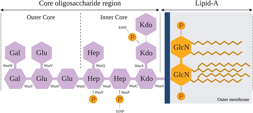 Structure of E. coli C's rough type LPS. The rough type LPS of E. coli C is composed of two parts: lipid A (composed of an acetylated and 1,4′-diphosporylated β(1→6)-linked glucosamine (GlcN) disaccharide) and the core OS (Raetz and Whitfield 2002). The core OS is subdivided into a structurally conserved inner core and an outer core. The dashed lines show nonstoichiometric substitutions of phosphate (P), ethanolamine (EtNP), and 3-deoxy-d-manno-octulosonic acid (Kdo) residues on the LPS (Kojima et al. 2010). Details of the LPS assembly process are provided in supplementary figure S1, Supplementary Material online.