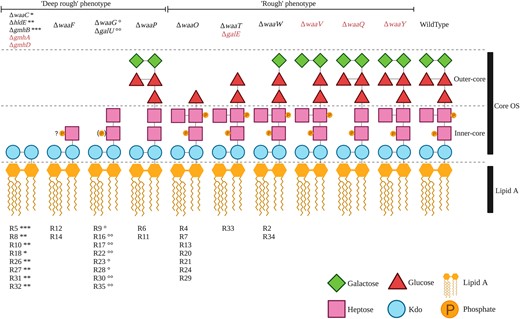 Predicted LPS structures of 30 ΦX174-resistant E. coli C strains. Predicted LPS structures fall into two groups depending on their degree of truncation and/or loss of phosphate groups: the “deep rough” phenotype with a completely truncated outer core or a loss of phosphate groups (20 E. coli C mutants) and the “rough” phenotype with smaller LPS truncations located in the outer core (ten E. coli C mutants). The LPS phenotype of the final E. coli C mutant (R25) could not be predicted (see text). The products of genes in red are also involved in LPS biosynthesis and, although no mutations were identified in these genes during this study, are also potential targets for phage resistance. Details on the functions of gmhA, gmhB, gmhD, hldE, galU, and galE are provided in supplementary figure S2, Supplementary Material online. “?P”: No information was found on the phosphorylation of Hep(I) in the absence of waaF; (P): only 40% of the hexose phosphorylation was observed (Yethon et al. 2000); R#: the number gave to each E. coli C resistant strain; and “*, **, ***, °, °°”: symbols link the resistant strains (R#) to particular mutated LPS genes (Δgene-names). Resistant strains with identical symbols carry their mutations in the same LPS gene. For example, R8, R10, R26, R27, R31, and R32 strains each carry a mutation in the hldE gene, and R9, R23, and R28 strains all carry a mutation in the waaG gene (supplementary table S1, Supplementary Material online).