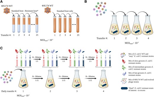 Three phage evolution experiments used to overcome E. coli C resistance to WT ΦX174. (A) First evolution experiment (standard): 31 independent lineages, each founded by ΦX174 WT, were serially transferred daily for up to 21 days (21 transfers). Phages were grown on nonevolving (i.e., freshly prepared at each transfer) host cultures containing a mixture of E. coli C WT and one of the 31 initially resistant strains (see supplementary table S1, Supplementary Material online). The presence of E. coli C WT was necessary to propagate ΦX174 and avoid its dilution from one transfer to another. Phages capable of infecting the initially resistant host strain were isolated from 12 lineages. Three control lineages were included, where ΦX174 was cultured on only E. coli C WT. (B) Second evolution experiment (increased diversity). A cocktail of ΦX174 WT and 14 evolved ΦX174 strains was generated (panel A—the two evolved phages infecting R5 and R19 were part of the final cocktail but removed from the mutational analysis, see supplementary text S1, Supplementary Material online). The phage cocktail was transferred daily for up to four days, on nonevolving host cultures containing 1) E. coli C WT, 2) the 14 host strains for which resistance had been overcome (permissive hosts), and 3) an excess of one of the still-resistant strain of interest (nonpermissive host). Phages capable of infecting two resistant strains of interest (galU and waaG mutants) were isolated from two lines. (C) Third evolution experiment (increased diversity and generations). The same cocktail used for the second evolution experiment (panel B) was transferred four times daily for four days (i.e., a maximum of 16 transfers) on nonevolving host cultures containing: 1) E. coli C WT, 2) the 14 strains for which resistance had been overcome (permissive hosts), and 3) one of the still-resistant strain of interest (nonpermissive host). Notably, all transfers completed on the same day involved transferring both phage and bacteria; supernatants were collected on every fourth transfer, and only phages were transferred. Phages capable of infecting two resistant strains of interest (waaP/pssA mutants) were isolated from two lines. Details of the evolved phages are presented in supplementary table S2, Supplementary Material online, and further methodological details are provided in Materials and Methods.