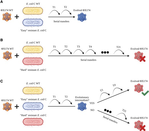 Increased host diversity facilitates viral adaptation. (A) ΦX174 WT evolves on E. coli C WT and an easy-resistant E. coli C strain. Adaptation to the resistant mutant is fast and only requires a few transfers. (B) ΦX174 WT evolves on E. coli C WT and a hard-resistant E. coli C strain that it failed to infect within 21 standard serial transfers. Infecting this resistant strain may be difficult and take a long time. (C) ΦX174 WT evolves in a three-host mix containing E. coli C WT and two E. coli C resistant strains: one easy and one hard. Phage adapts quickly to the easy-resistant phenotype. If the infection of the easy-resistant strain leads to the production of an evolutionary intermediate phage, then the hard phenotype can be infected after a few more transfers. If no evolutionary intermediate phage is produced, then no phage evolves to infect the hard-resistant E. coli C strain.