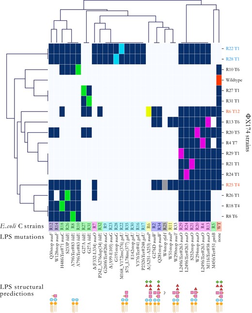 Hierarchical agglomerative clustering analysis of the host ranges of evolved phage. To unravel structures in the heatmap infection matrix (see supplementary fig. S3, Supplementary Material online), we performed a clustering analysis using the default settings of the Seaborn library (version 0.11.2) for Python (version 3.7.4). Briefly, each data point corresponds to either presence (dark blue) or absence (light blue) of phage infections determined from the combination of the different spotting test assays’ results (Materials and Methods). The linkage method computes the distance between them and then repeatedly combines the two nearest clusters into larger clusters until a single cluster is left. Escherichia coli C strains are colored based on their predicted core LPS structure (see fig. 2). Phage names in black were obtained during the first 21 serial transfers (first evolution experiment). Phage strains in blue were obtained in the second evolution experiment (phage cocktail, one transfer per day). Phage strains in red were obtained in the third evolution experiment (phage cocktail, four transfers per day). Dark blue squares, infection; light blue square, no infection; and colored square, control infection by a phage evolved on that host. R# indicates the number of the resistant strain the phage evolved on, and T# is the transfer number where plaques were first observed. “?”: core LPS structure of E. coli C R25 (rfaH mutant) could not be predicted. “INS”: insertion. “DUP”: duplication. stop, stop codon. “Δ”: deletion. Examples: L249fsTer#263 indicates a frameshift (fs) leading to a premature codon stop (Ter); the position of the premature stop codon is in parentheses. S75_L78ins(377) indicates an insertion; the two flanking amino acids are separated by a “_” and followed by the number of inserted amino acids in parentheses. Δ(A99-E105) indicated deletion; two flanking amino acids are separated by a “-”. P242_A276dup(34) indicates a duplication; the two flanking amino acids are separated by a “_” and followed by the number of duplicated amino acids in parentheses.