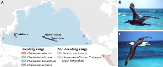 (A) Ranges of North Pacific albatrosses. Red dots indicate sampling sites (Midway Island, Tern Island, and Torishima) of Phoebastria nigripes and/or P. immutabilis. (B) P. nigripes and (C) P. immutabilis. Photos © Scott V. Edwards.