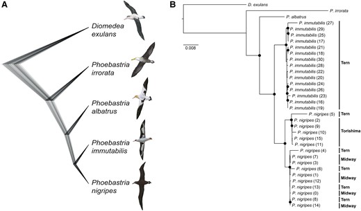 Species phylogeny of North Pacific albatrosses (Phoebastria spp.). Phoebastria nigripes and P. immutabilis are sister species, which cluster with P. albatrus to form a monophyletic clade. P. irrorata is the outgroup to this clade. Species tree inferred using (A) SNAPP based on SNPs. Topology is the same as MP-EST species trees based on UCEs, exons, and introns (supplementary fig. S1, Supplementary Material online). Diomedea exulans is included as outgroup. Scales are shown in coalescent units. (B) Phylogeny based on whole mitochondrial genomes. Individual IDs are in parentheses (see supplementary table S1, Supplementary Material online for sample information). Islands of origin are shown at right. Black circle indicates bootstrap support >90%. Illustrations reproduced with permission of Lynx Edicions.