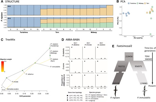 Population structure and gene flow in tropical albatrosses. (A) Population structure of P. nigripes inferred by STRUCTURE (K = 2 and 3). Assignment probabilities of individuals to one or other cluster(s) are indicated on the y-axis. Individual IDs are indicated on the x-axis along with their population of origin. (B) PCA for P. nigripes individuals. (C) Gene flow among albatross species detected by TreeMix. The migration weight represents the fraction of ancestry derived from the migration edge. Green circle on node indicates bootstrap support >90%. (D) Introgression inferred by ABBA-BABA tests between P. nigripes populations and P. immutabilis using three different outgroup species. The test significance is indicated on the x-axis following P-values as follows: ***P < 0.001, **P < 0.01, *P < 0.05, and (ns) nonsignificant. Detailed results are given in the supplementary table S1, Supplementary Material online. (E) Divergence of P. nigripes and P. immutabilis reconstructed by Fastsimcoal2. Numbers represent effective population size or generation number (not to scale). Detailed results are given in the supplementary figure S7, Supplementary Material online. Illustrations reproduced with permission of Lynx Edicions. s.e, standard error.