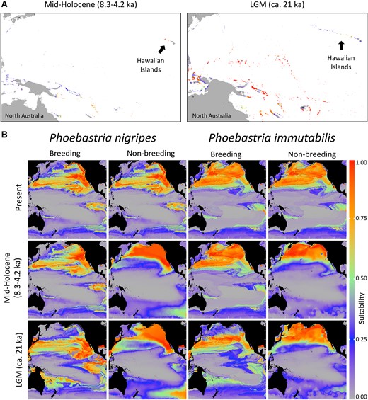 SDMs of tropical albatrosses. (A) Reconstruction of ecological niche models for Phoebastria nigripes breeding sites in the North Pacific at LGM and mid-Holocene. See (B) for suitability color scale. See supplementary figures S9 and S10, Supplementary Material online for details. (B) Reconstruction of ecological niche models for P. nigripes and P. immutabilis in the present, mid-Holocene (approximately 8.3–4.2 Ka), and LGM (approximately 21 Ka) periods. Higher probability of suitable condition is indicated by warmer colors.