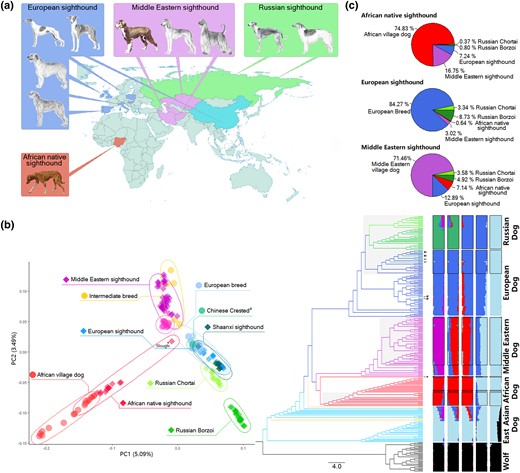 Geographic and genetic grouping of samples. (a) Locations of sample collection, with photos of dogs sourced from AKC and Wiki. (b) PCA plot showing the distribution of all dogs, excluding East Asian village dogs (left); neighbor-joining phylogenetic tree highlighting relationships between samples (middle); and admixture analysis displaying population structure (right). Sighthound individuals are represented by shaded branches in the phylogenetic tree, while the framed structure bar indicates sighthound individuals. Notably, sighthound samples from the Middle East, Africa, and Europe closely aligned with their respective local samples. Shaanxi sighthounds (indicated by arrowhead pointing to clades) merged with the European sighthound population in both the phylogenetic tree and admixture analysis. The Sloughi individual (marked by asterisks) was excluded from selection and population analysis due to genetic admixture and its outlier position in PCA, neighbor-joining tree, and structure analysis. (c) RFMix result illustrating genetic ancestry of sighthound populations.