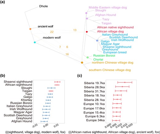 Gene flow between sighthounds and ancient wolves. (a) TreeMix simulation diagram showing gene flow between sighthounds and each ancient wolf. Lines with arrows indicate gene flow and direction, and numbers on the lines represent the frequency of these events in the TreeMix analysis between the 67 ancient wolves and sighthounds. (b) Outgroup D-statistics depicting phylogeny analysis; red bars indicate significant differences from nonadmixed part of sighthounds and modern wolves. (c) D-statistics comparing African dogs to Eurasia ancient wolves.