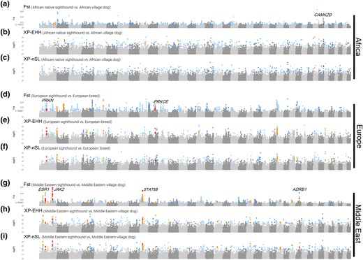 Positive selection in sighthounds from Africa, Europe, and Middle East. (a–c) Genome-wide original Fst and empirical P values of XP-EHH and XP-nSL for African native sighthound. We highlighted candidate genes that above the cutoff in all three methods, and genes mentioned in the main text are labeled. (d–f) Genome-wide original Fst and empirical P values of XP-EHH and XP-nSL for European sighthound. (g–i) Genome-wide original Fst and empirical P values of XP-EHH and XP-nSL for Middle Eastern sighthounds.