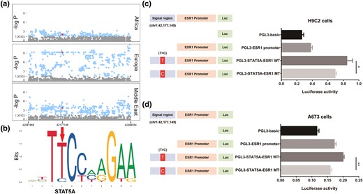 Luciferase reporter on chr1: g.42,177,149 T > C of ESR1. (a) Fisher's exact test of site allele frequency in ESR1 region of each comparison, with chr1: g.42,177,149 T > C (red dot) is beyond the significance level of 0.01 (−log P > 1.97) in all comparisons. (b) Sequence logo of the Stat5a-binding site on ESR1 provided by JASPAR (https://jaspar.genereg.net/matrix/MA0519.1/); arrowhead points to chr1: g.42,177,149 T > C mutation position. (c) Luciferase reporter was applied to H9C2 cells, and ESR1 expression in wild type (T) was significantly higher (t-test P = 2.56 × 10−2) than that in mutation type (C). (d) Luciferase reporter was applied to A673 cells, and ESR1 expression in wild type (T) was significantly higher (t-test P = 2.22 × 10−6) than that in mutation type (C).