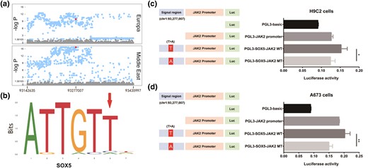 Luciferase reporter on chr1 93,277,007 T > A of JAK2. (a) Fisher's exact test on-site allele frequency in the JAK2 region of each comparison, with chr1 93,277,007 T > A (red dot) is beyond the significance level of 0.001 (−log P > 9.88) in all comparisons. (b) Sequence logo of the Sox5-binding site on JAK2 provided by JASPAR (https://jaspar.genereg.net/matrix/MA0087.1/). (c) Luciferase reporter was applied to H9C2 cells, and JAK2 expression in wild type (T) was significantly higher (t-test P = 2.94 × 10−2) than that in mutation type (A). (d) Luciferase reporter was applied to A673 cells, and JAK2 expression in wild type (T) was significantly higher (t-test P = 4.86 × 10−3) than that in mutation type (A).