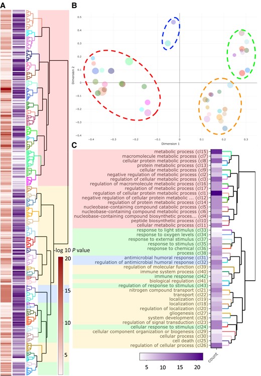 GO enrichment for Y-linked genes with “biological process” annotations. (A) Dendrogram of GO terms based on Wang's semantic similarity distance, heatmap (red) indicates statistical significance as -log10P-values (i.e., higher -log10P-values have higher statistical support) and information content (purple). (B) Multidimensional scaling (MDS) plot based on BMA distance, representing the proximities of dendrogram clusters in (A). Dot size indicates the number of GO terms within each cluster. We highlight the four major functional groups with dashed ellipsoids (red ≅ metabolic processes; blue ≅ antimicrobial response; green ≅ response to stimulus; yellow ≅ development, cell organization, growth, and cell apoptosis) (C) Dendrogram representation of clusters from (B) with GO term description of the first common GO ancestor and heatmap for the number of GO terms within each cluster.