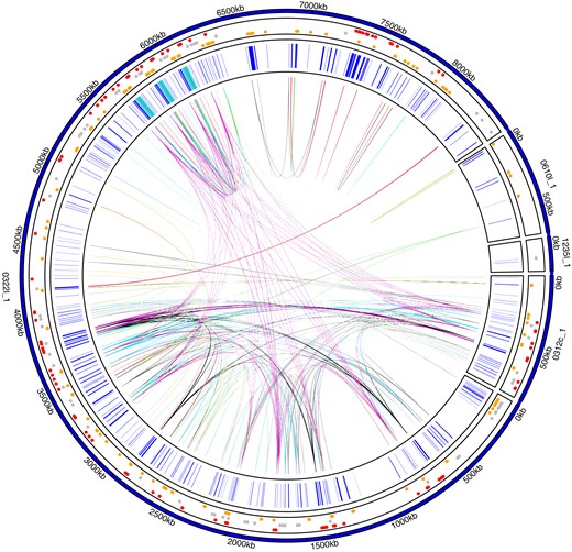 Overview of Y genes. Each amplicon group (i.e., genes with >99.9% nucleotide sequence identity and >95% query coverage) is highlighted with a genomic link. Two hundred nineteen out of a total of 437 Y genes have at least one additional copy on Y. Gene positions of all Y-linked genes are shown in inner track in blue; regions containing TOR are highlighted in turquoise (see fig. 4A for more details). The outer track indicates whether a gene has exclusively gametologs on the X (red, n = 99), paralogs on the autosomes (yellow, n = 157), or both (gray, n = 73); dots are scattered by homolog type. See supplementary figure S9, Supplementary Material online for amplicon groups on the X.