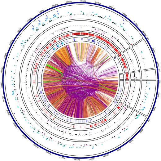Overview of Y contigs in the YS genome. Color-coded genomic links show high level of nucleotide sequence similarity among and within Y contigs (purple > 99%, orange > 99.9%, green >99.99% nucleotide similarity matches > 1 kb in size). The inner track shows the position of annotated genes in blue, with the TOR regions highlighted in turquoise (fig. 4). The second inner track highlights areas of low mapping coverage between the two Y haplotypes: areas shown in red indicate coverage lower than 17× (i.e., regions that may lack coverage for reliable variant calling via DeepVariant). The third track shows the position of SNVs, SNPs (outside of the dashed gray line) and fixed SNV (inside the dashed gray line). SNVs in black (closest to the dashed gray line) are outside of gene regions; SNVs in magenta (farthest from the dashed gray line) are within gene regions. SNVs in blue and red are in 2 kb upstream or 2 kb downstream (proxy for cis-regulatory region of a gene) of a gene. The outer track shows differential gene expression between males and females. Genes in blue toward the outside are male biased; genes in red toward the center are female biased (gray dashed line is shown as a reference to indicate no difference in gene expression). TOR gene expressions are highlighted as asterisks and are significantly male biased. The YL haplotype is similarly repetitive as the YS haplotype shown here (see supplementary fig. S14, Supplementary Material online).