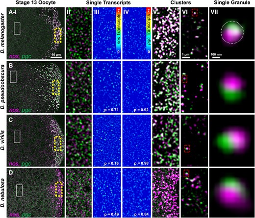 Single transcript RNPs in the bulk cytoplasm and posterior accumulation of nos and pgc. (Rows A–D and column I) Confocal images (max projection) of nos and pgc using smFISH in stage 13 oocytes. (A) D. mel, (B) D. pse, (C) D. vir, and (D) D. neb (posterior is to the right). (Column II) Single transcripts that are not in germ granules and are dispersed throughout the bulk cytoplasm (solid box in column I). (Column III) Heatmaps of single nos molecules in the bulk cytoplasm. (Column IV) Heatmaps of single pgc molecules in the bulk cytoplasm; P values between single-molecule intensities from each species and D. mel show no difference (see also Supplementary fig. 1, Supplementary Material online). (Column V) Posterior accumulation of nos and pgc in the germ plasm (broken boxes in column I). (Column VI) Superresolution images (single slices) of nos and pgc RNPs in the germ plasm. (Column VII) RNPs of nos and pgc that are spatially determined to be within a single germ granule (marked by the broken circle and broken boxes in column VI). Images are a representation of a minimum of three stage 13 germ plasms for each species.
