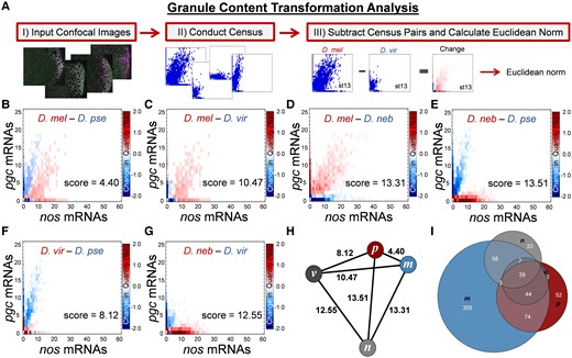 Scoring the overall diversity of nos and pgc germ granule content. (A) Changes in germ granule mRNA content are scored using a pipeline called the GCTAnalysis. The pipeline begins by acquiring 3D confocal images and transforming them into quantified 2D Granule Censuses. Next, a new census that represents a change between two Granule Censuses is generated by subtracting two censuses. To score the overall magnitude of change, the Euclidean norm of the resulting census is calculated. (B–G) Changes in nos and pgc germ granule mRNA content between different pairs of Drosophila species in stage 13 oocytes with the overall score noted. The heatmap represents a change in quantity for a given nos and pgc combination found in the Granule Census; the darker the matrix element, the larger the change between the paired species, whereas white represents no change in a particular composition between the different species. (H) Undirected graph where nodes are represented by species and edges are represented by the score calculated in (B–G): melanogaster (m), pseudoobscura (p), virilis (v), and nebulosa (n). (I) Venn diagram that displays the number of nos and pgc mRNA compositions that are unique or overlapping between different Drosophila species.