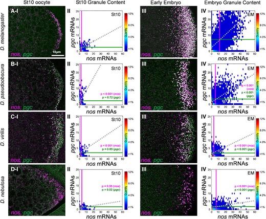 Germ granule mRNA composition at stage 10 and the early embryo in Drosophila species. (Rows A–D and column I) Confocal images (max projection) of nos and pgc using smFISH in stage 10 oocytes. (A) D. mel, (B) D. pse, (C) D. vir, and (D) D. neb (posterior is to the right). (Column II) Granule Census for each species’ germ plasm in stage 10 oocytes. (Column III) Confocal images (max projection) of nos and pgc using smFISH in the early embryo. (Column IV) Granule Census for each species’ germ plasm in the early embryo. For all species, images are a representation of a minimum of three stage 10 and early embryo germ plasms. Each stage 10 census includes n > 1,300 granules, whereas each early embryo census includes n > 10,000 granules. The vertical line represents the average nos cluster size observed in the germ plasm, whereas the horizontal line represents the average pgc cluster size in the germ plasm in each census. The dotted line represents the line of best fit that is produced by the sizes of colocalized nos and pgc clusters.