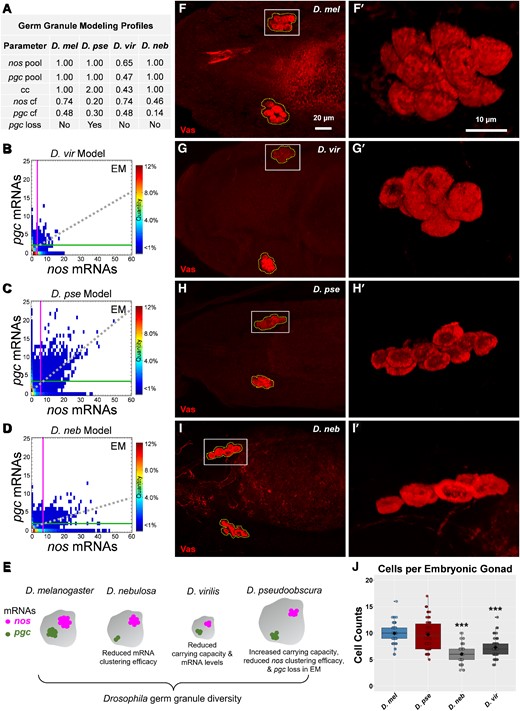 Computational modeling of germ granule diversity and identification of primordial germ cell diversity. (A) Germ granule modeling profiles for each species used to generate embryonic germ granules in silico. (B–D) Germ Granule Censuses produced using computational modeling profiles in (A) for (B) D. vir, (C) D. pse, and (D) D. neb. The vertical line represents the average nos cluster size observed in the germ plasm, whereas the horizontal line represents the average pgc cluster size in the germ plasm in each census. The dotted line represents the line of best fit produced by nos and pgc cluster sizes that reside within the same granule. (E) Cartoon summarizing how germ granule diversity is obtained. (F–I) Confocal max projection of primordial germ cells, detected with Vas, in D. mel, D. vir, D. pse, and D. neb. Primordial germ cells that coalesced in the embryonic gonad are outlined with abroken polygon. (F′–I′) Enlarged 3D rendering of coalesced cells marked by solid boxes in (F–I). (J) The number of primordial germ cells observed per coalesced group of cells for each species: n = 72 (36 embryos) for D. mel, n = 60 (30 embryos) for D. vir, n = 54 (27 embryos) for D. pse, and n = 58 (29 embryos) for D. neb, *** denotes P < 0.001 compared with D. mel. The black diamond represents the average.
