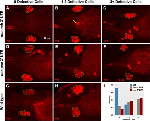 Different nos 3′ UTRs increase the presence of defective primordial germ cells. (A–H) Embryos from D. mel with the nos 3′ UTR from D. neb (nos neb 3′ UTR), embryos from D. mel with the nos 3′ UTR from D. pse (nos pse 3′ UTR), and embryos from wild-type D. mel where 0 defective cells are observed, one to two defective cells are observed, and three or more defective cells are observed. In all max projection images, primordial germ cells are marked with Vas and coalesced primordial germ cells are outlined with a dotted polygon. The arrow in (B) highlights an example of defective primordial germ cells, determined by being located outside the broken polygon. (I) Fraction of embryos observed for each phenotype: n = 38 for neb 3′ UTR, n = 35 for pse 3′ UTR, and n = 36 for wild-type D. mel.