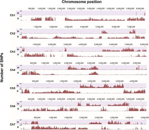 SNP distribution on the seven Br48 chromosomes. For each chromosome, the lower and upper panels show SNPs identified by comparison of the Brachiaria strain Br35 (B) and a hypothetical wheat strain (W) consisting of chromosomes 2 and 5 from Br116.5 (wheat strain) and the other chromosomes from Br118.2 (another wheat strain), respectively.