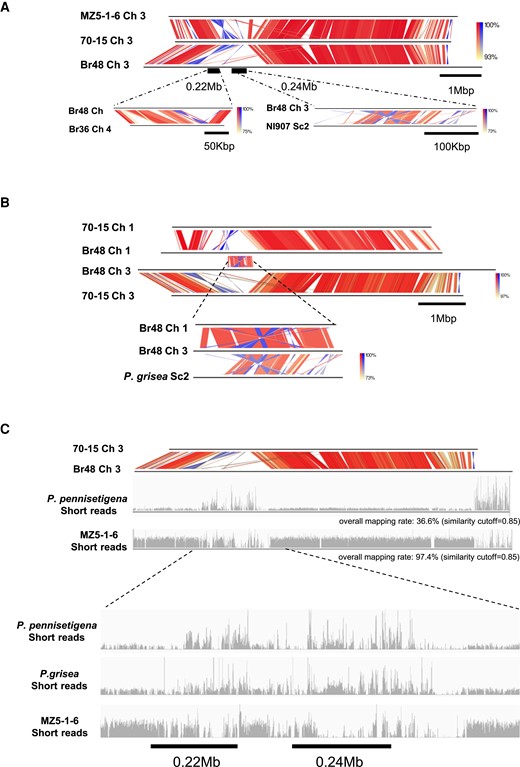 Megabase-scale variations in P. oryzae genomes possibly involved HGT events from related Pyricularia species. (A) Genome segments of P. grisea (Dig41, scaffold 2_#247,800-#564,400) and P. pennisetigena (Br36, Ch4_#580,000-#732,400) that were syntenic to large genome segments of Br48 (Ch3_#1,526,800-#1,727,500 and #2,120,000-#2,427,000) that have no corresponding region in the 70-15 genome. (B) The genome segment syntenic to a P. grisea genome segment was duplicated on chromosomes 1 (#1,685,300-#1,965,600) and 3 (#2,120,000-#2,427,000) with rearrangements in Br48. (C) Short reads of P. pennisetigena, P. grisea, and P. oryzae (MZ5-1-6) were mapped to chromosome 3 of Br48 with a similarity cutoff of 0.85. Read mapping in the megabase-scale rearranged region is shown in a close-up view. Color gradient in genome comparison representing the identities of the BLAST hits. Red for matches in the same direction and blue for inverted matches.