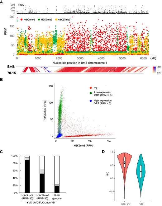 Silent epigenetic marks are tightly associated with variable domains (VDs) in the Br48 genome. (A) Read mapping data of RNA-seq and ChIP-seq analysis on chromosome 1 of Br48. RNA used in the analysis was extracted from vegetative mycelia. Reads mapped to TE sequences (supplementary table S2, Supplementary Material online) were collected and then mapped to the Br48 genome. Each dot indicates an RPM value of a 1 kb segment in the Br48 genome (see the text). (B) Relationship between H3K9me3 and H3K27me3 levels at 1 kb resolution. RPM values of H3K9me3 (X-axis) and H3K27me3 (Y-axis) in a 1 kb segment were plotted as gray dots. Red dots indicate TE-containing 1 kb segments (more than 50% of the sequence is covered by TE reads). Green dots show silent open reading frame (ORF)-containing 1 kb segments (RNA RPM is less than 5, and more than 50% of the sequence corresponds to exons). Blue dots indicate active ORF-containing 1 kb segments (RNA RPM is larger than 5, and more than 50% of the sequence corresponds to exons). (C) Proportions of H3K9me3-rich (RPM >30) and H3K27me3-rich (RPM >30) segments in the three genome domains, VD, 3 kb sequences adjacent to VDs (VD-FLK), and non-VDs (see details in the text). (D) Violin plots of IPC values in VDs and non-VDs. The horizontal line and closed circle in the boxplot represent the median and the average, respectively.