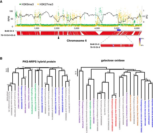 Association of silent histone marks with sequences of “movement”. (A) Read mapping of H3K9me3 and H3K27me3 on chromosome 6 of Br48. The black line shows moving averages of 15 consecutive IPC values on chromosome 6. The thick blue line indicates the H3K27me3-rich 110 kb region analyzed in detail (see the text). Since a part of chromosome 6 in the 70-15 strain was translocated to chromosome 1, the corresponding region in chromosome 1 was added to chromosome 6 of the strain for a comparison of genome structure. The black arrowhead indicates the connection point. (B) Neighbor-joining trees of PKS-NRPS hybrid protein and galactose oxidase protein in the H3K27me3-rich 110 kb region. Accession numbers of protein sequences used in the analysis are shown after species names. Bas, Basidiomycetes (shown in brown); E, Eurotiomycetes (green); D, Dothideomycetes (blue); L, Leothiomycetes (purple); P, Prokaryotes (red); S, Sordariomycetes (gray).