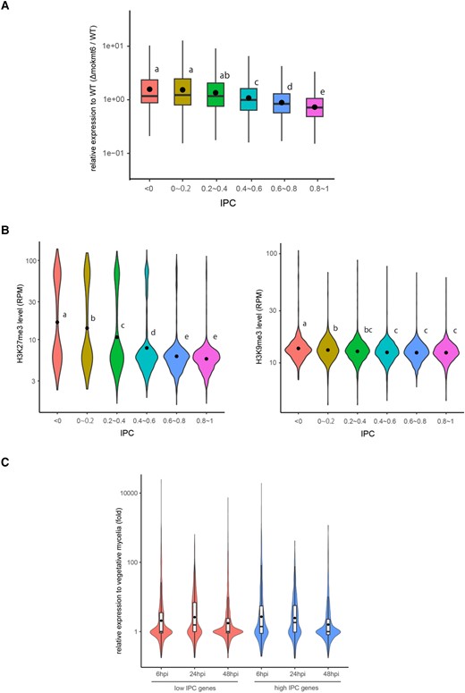 Transcriptional regulation of HGT-candidates by H3K27me3. (A) The boxplots show the transcriptional changes in vegetative mycelia of Δmokmt6 relative to wild-type in six gene groups categorized by IPC levels. Different letters indicate statistically significant differences (Tukey’s HSD test on logarithmically transformed data, P ≤ 0.01). (B) The violin plots show the levels of H3K27me3 (left) and H3K9me3 (right) in six gene groups categorized by IPC levels. The closed circle represents the average. Different letters indicate statistically significant differences (Tukey’s HSD test, P ≤ 0.01). (C) The violin plots show transcriptional changes of 1,146 and 910 genes with low (≦0.4) and high (>0.4) IPC, respectively (see text), after 6, 24, and 48 h postinoculation (hpi) relative to vegetative mycelia. The horizontal line and closed circle in the boxplots represent the median and the average, respectively.