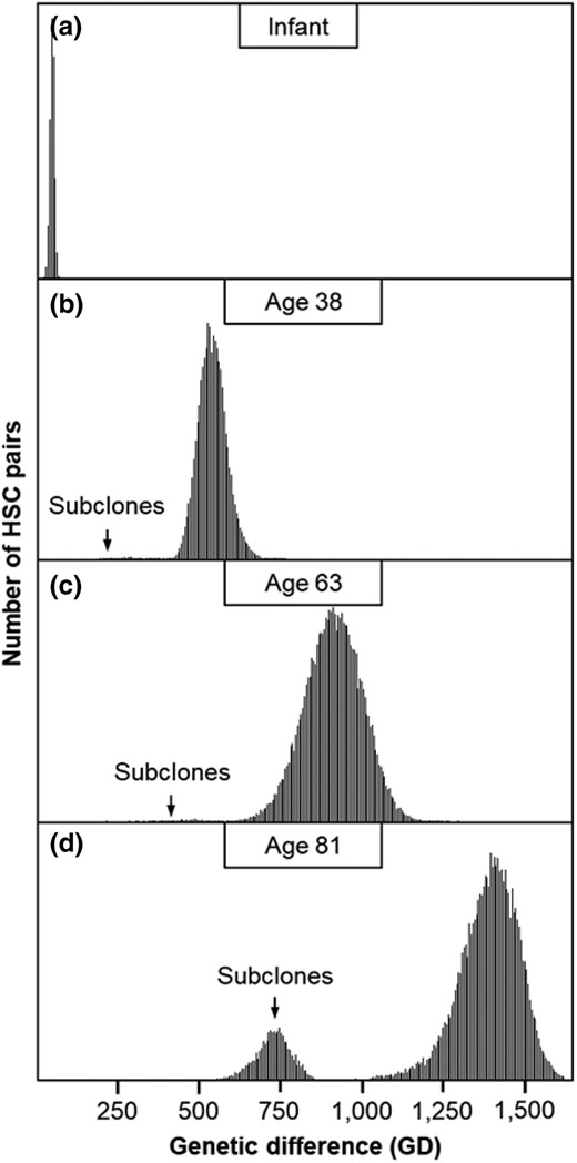 Distributions of GDs between HSCs. Distributions are shown for a) an infant, b) a 38-yr-old, c) a 63-yr-old, and d) an 81-yr-old. Subclones arising from later in life are marked by an arrow, which forms a tail or a distribution to the left of the primary peak corresponding to the HSCs that arose during embryogenesis.