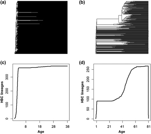 The HSC phylogenies of 2 healthy individuals and changes in their phylogenetic biodiversity. a) The HSC phylogeny of a 38-yr-old healthy individual, which exhibits <10 HSC lineage divergences after the embryonic phase. b) The HSC phylogeny of an 81-yr-old healthy individual, which has many large clades containing subclonal HSCs. Only one-third of the tips are direct descendants of the embryonic HSCs. c) The LTT plot from the 38-yr-old exhibits an initial rapid diversification in HSCs, followed by a period of growth, with minimal increase in total lineages thereafter. d) The LTT plot from an 81-yr-old healthy individual exhibits an initial rapid diversification in HSCs, a period of growth, and then a second period of increase later in life.