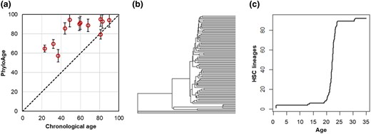 Application of the phyloAge model to the phylogenies of MPN patients. a) PhyloAges of individuals with MPN are substantially greater than their true chronological ages. A 1:1 relationship (dashed line) is shown for comparison. b) The HSC phylogeny of a 49-yr-old individual with MPN. Only 3 of 92 HSCs trace their direct origin back to the root, and one subclonal lineage gives rise to a vast majority of HSCs present at age 49, which displayed almost all the primary HSC lineages. c) The logged LTT plot from a 49-yr-old individual with MPN exhibits an initial rapid diversification in HSCs, a period of growth, and then a second period of increase later in life, much like the older healthy person, but much sooner.