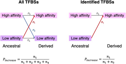 Schematic illustration of the ascertainment bias in the selection test of Liu and Robinson-Rechavi (2020). The left panel represents the scenario where all potential TFBSs in an ancestor are included in the test so there is no ascertainment bias, whereas the right panel represents the scenario in the actual test of Liu and Robinson-Rechavi where there is an ascertainment bias. Here, n1, n2, n3, and n4 denote the number of potential TFBSs that underwent each type of binding affinity change, respectively. Pincrease denotes the observed proportion of TFBSs with increased binding affinities and is unbiasedly estimated in the left panel. In the right panel, however, Pincrease is overestimated because TFBSs with low-derived affinities (in the focal species) are not included.