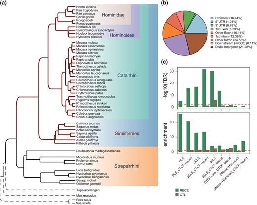Characteristics of RECEs. a) Phylogenetic tree of primate genomes. b) Genomic distribution of RECEs. c) Enrichment analysis for the RECEs in the candidate CREs derived from ENCODE data (Moore et al. 2020). PLS, promoter-like; PLS_CTCF-bound, promoter-like&CTCF; pELS, proximal enhancer-like; pELS_CTCF-bound, proximal enhancer-like&CTCF; dELS, distal enhancer-like; dELS_CTCF-bound, distal enhancer-like&CTCF; CTCF-only_CTCF-bound, CTCF-only; DNase-H3K4me3, DNase-H3K4me3; DNase-H3K4me3_CTCF-bound, DNase-H3K4me3&CTCF.