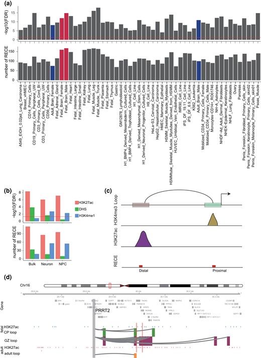 Analysis of chromatin accessibility of RECEs in the human brain. a) Chromatin accessibility of RECEs in human primary cells and tissues. The fetal and adult brains are highlighted in red and blue, respectively. b) Chromatin accessibility of RECEs in bulk fetal human brain tissues, neuron, and NPC, respectively. c) Diagram depicts how to link RECEs to proximal and distal CREs. d) A neuronal gene, PPRT2, is engaged with fetal- (CP and GZ) and adult-specific H3K27ac peaks via enhancer–promoter interactions. The regions that interact with the gene promoter (gray) are highlighted in green (CP), purple (GZ), and yellow (adult). Blue and pink bars represent fetal and adult-specific H3K27ac peaks. Red bars represent RECEs.